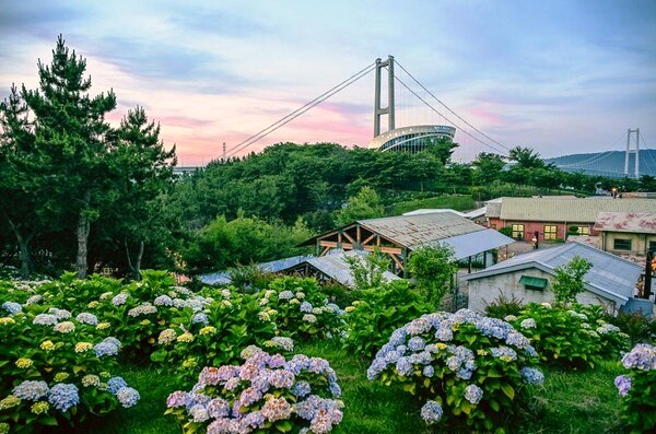 Jangsaengpo Hydrangea Festival 2025