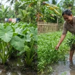 6 Tanaman yang Cocok untuk Pekarangan Sering Tergenang