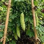 Cara Membuat Pare Cepat Berbunga dan Berbuah