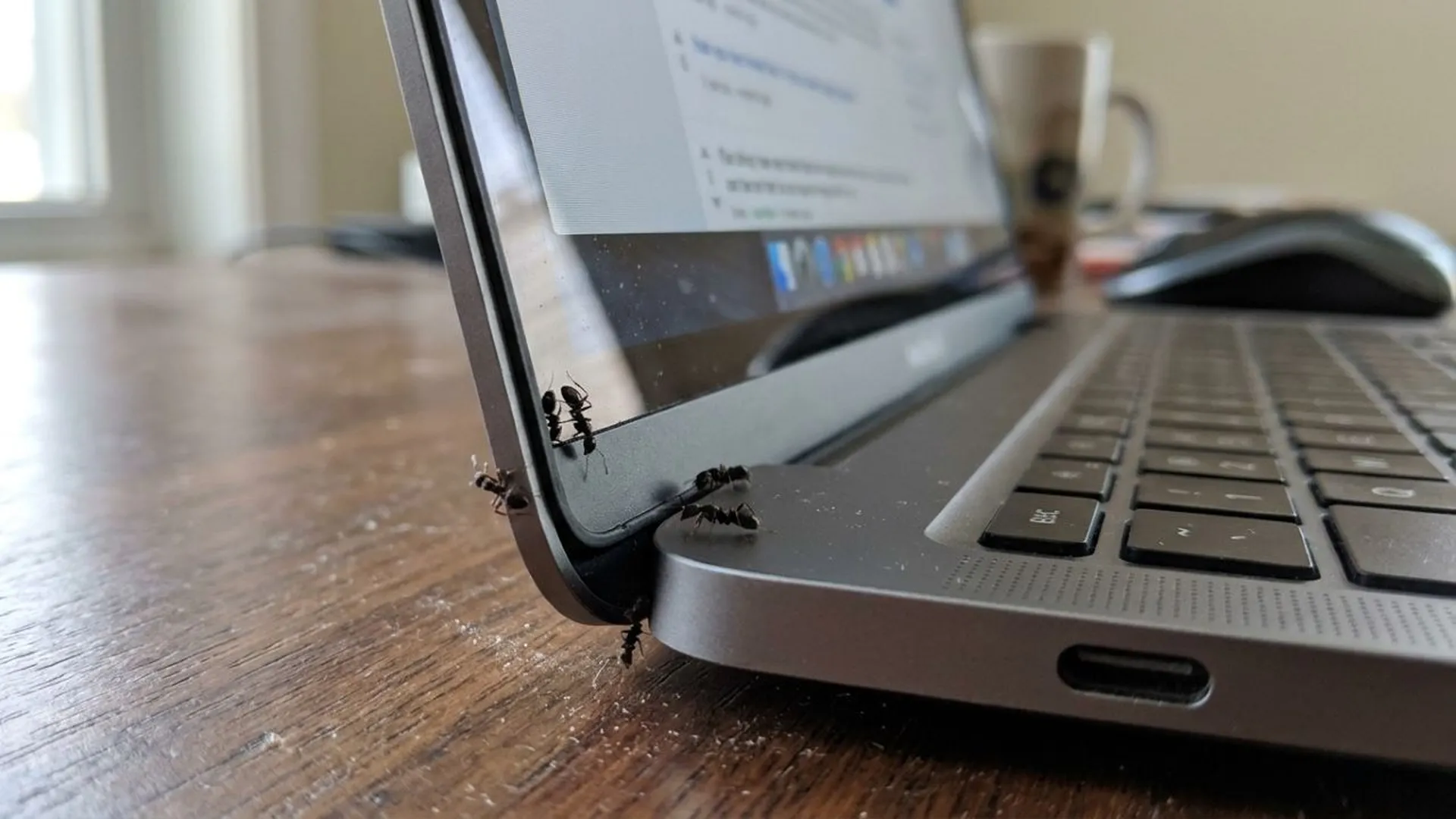 7 Penyebab Semut Masuk Monitor Laptop dan Cara Mengatasinya