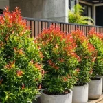7 Tanaman agar Rumah Rindang Tanpa Memenuhi Halaman